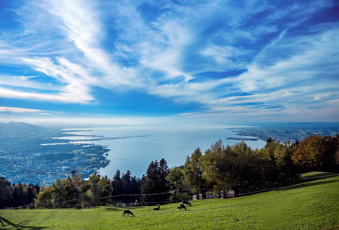 Lake Constance panorama with meadow in foreground